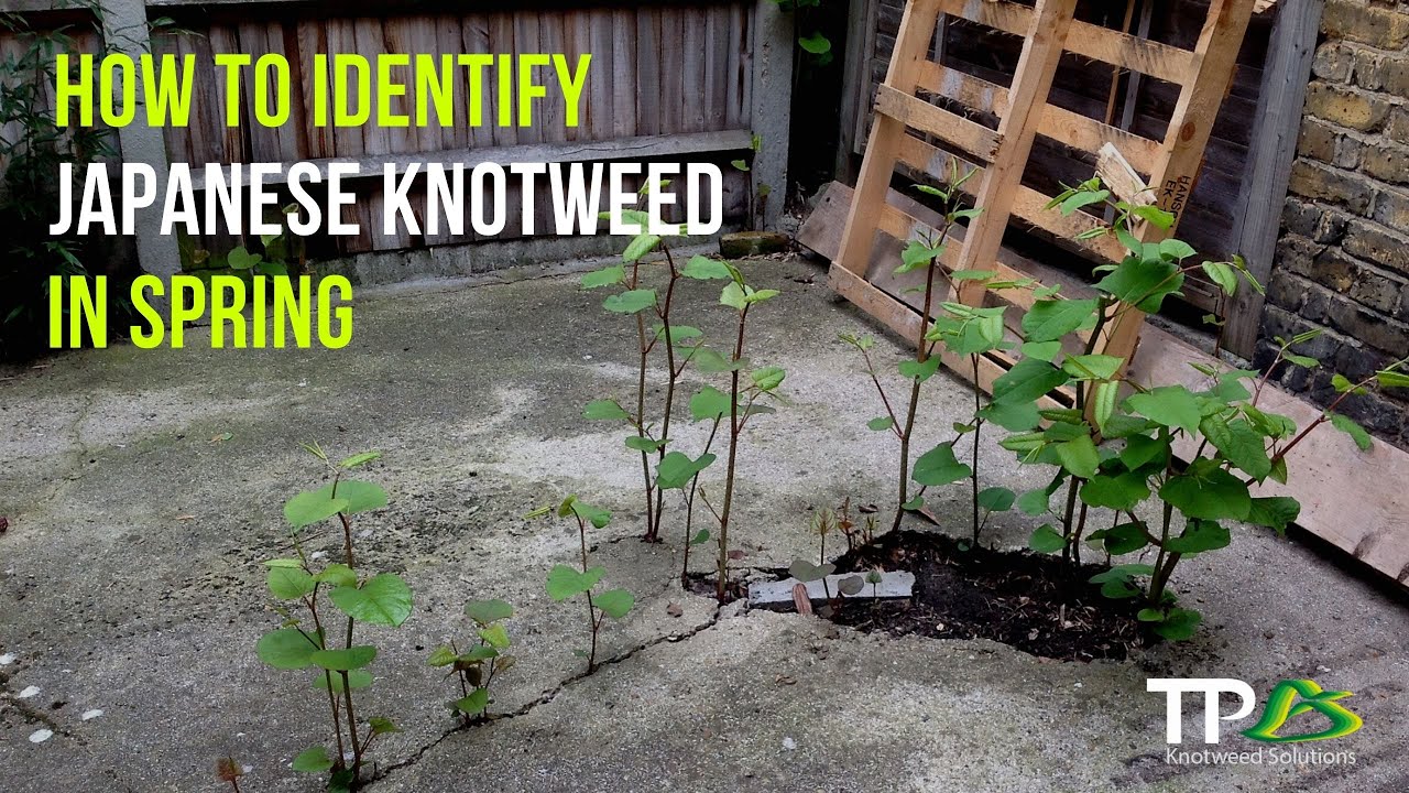 How To Identify Japanese Knotweed In The Spring #japaneseknotweed #gardeningtips #gardening