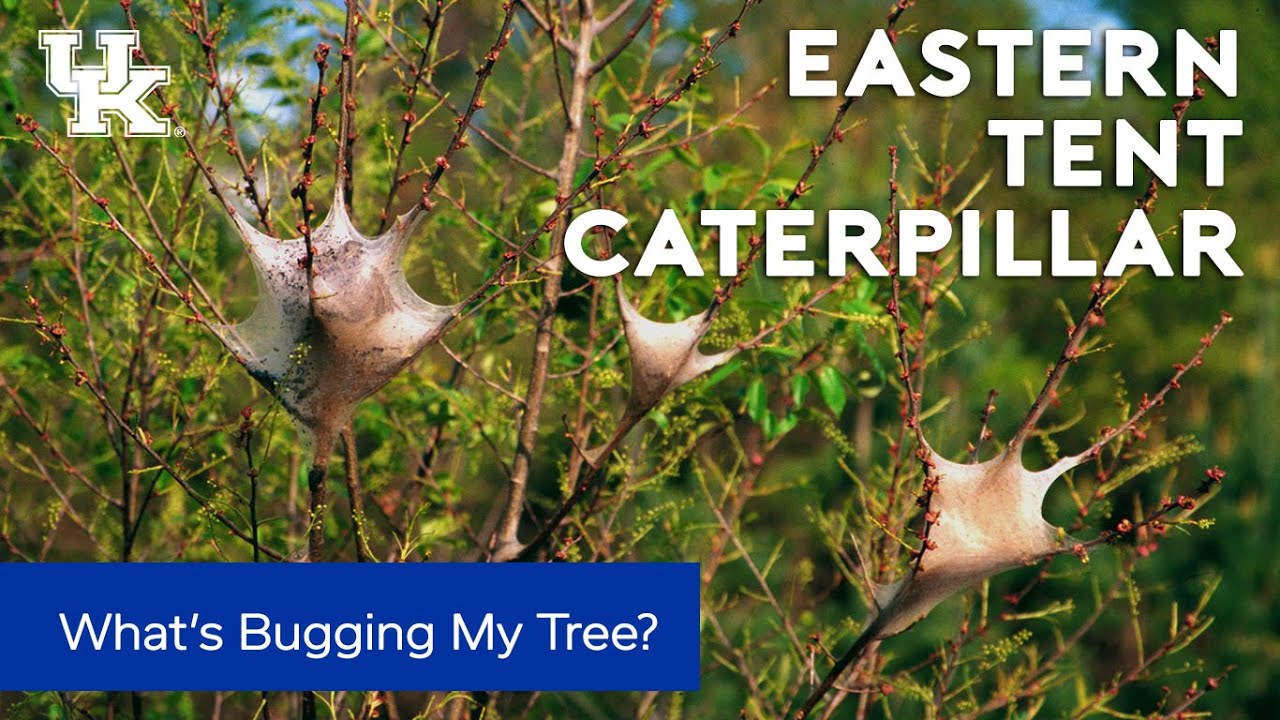 What's Bugging My Tree: Tent Caterpillars