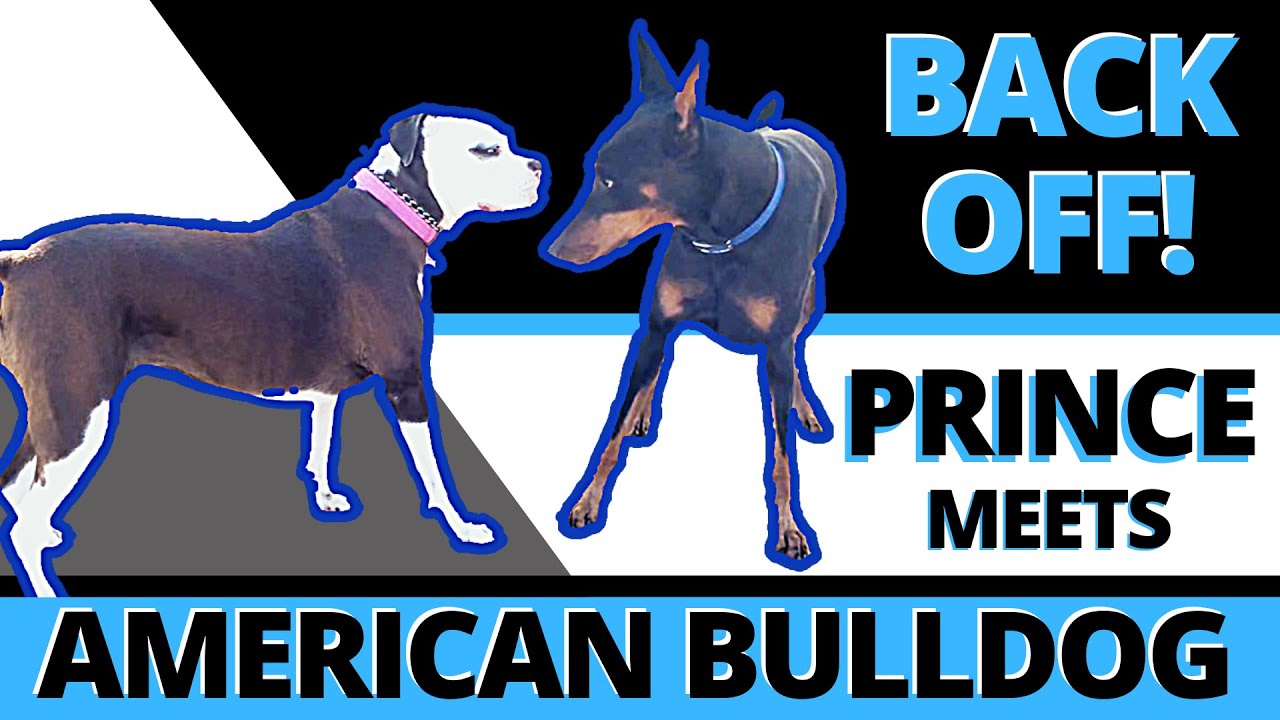 She CANNOT be with dogs!  Will she love or hate Prince and others?