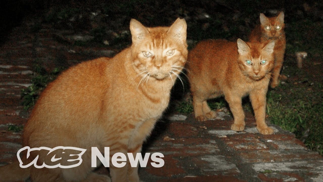 Hawaii's Feral Cat War