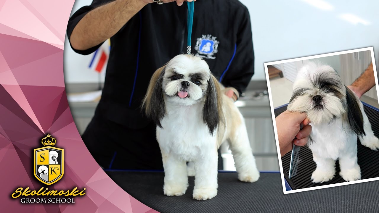Tosa Bebê em cachorro inquieto ! - Shih Tzu
