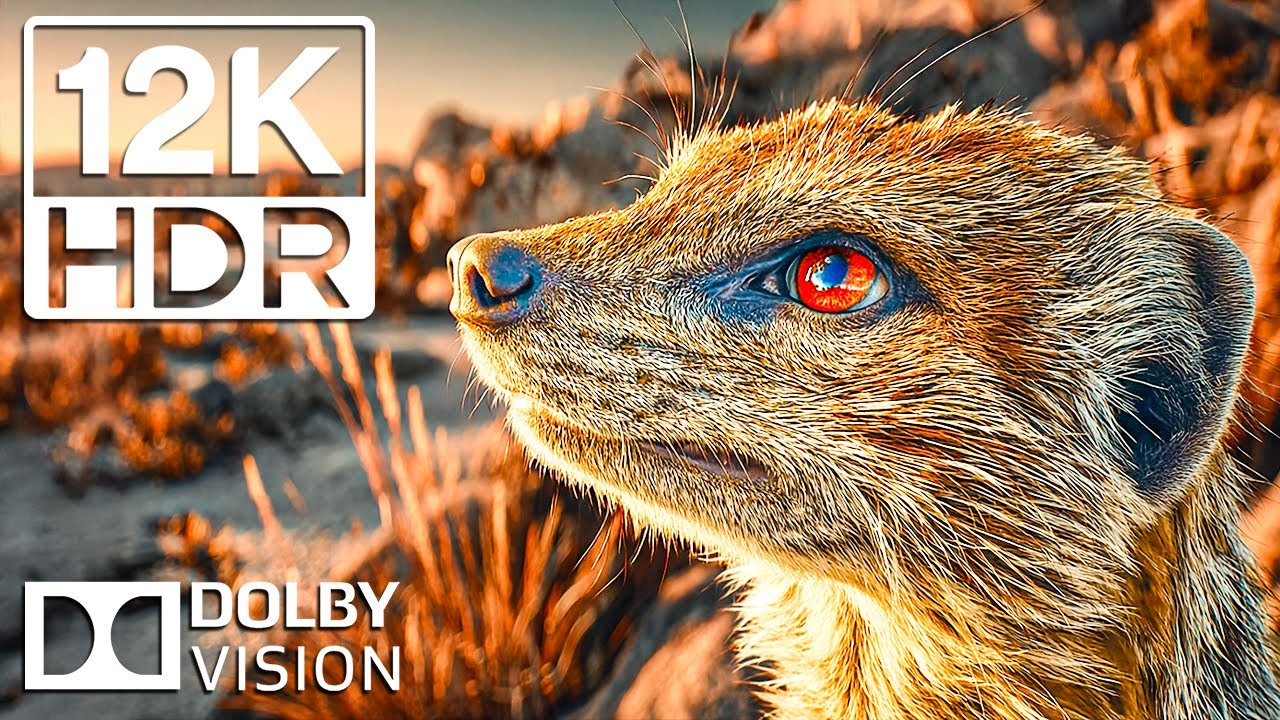 Incredible Animals Kingdom in 12K Ultra HD HDR | Cinematic Sound Full Dynamic Color #1