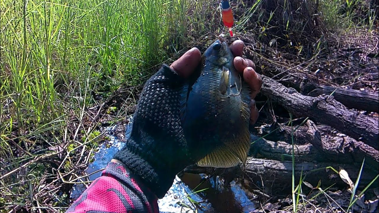 Gerombolan ikan kepar/kekapar jumbo bersarang di kubangan ini..!!