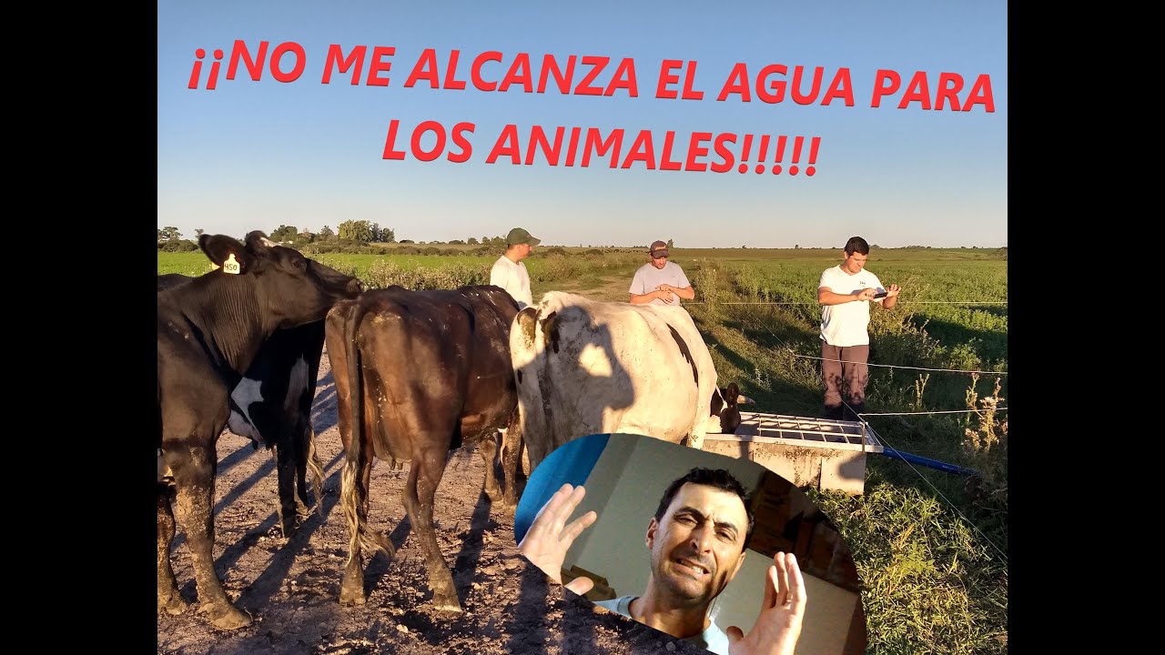 Aguadas para animales