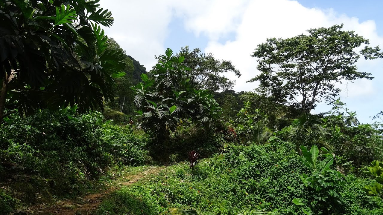 #61 Trinidad and Tobago - Cerro del Aripo (940m)
