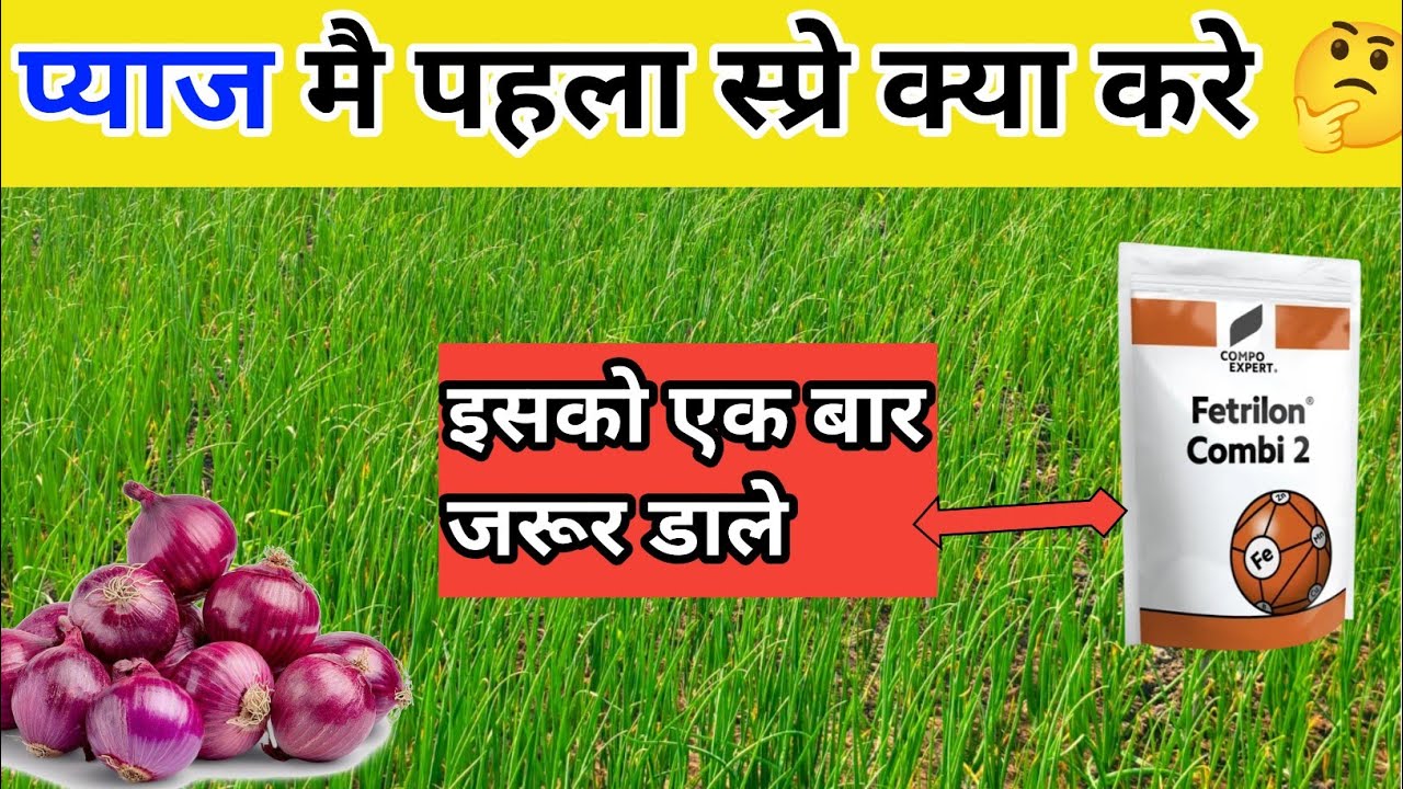प्याज मै पहल स्प्रे।। प्याज मै पीलापन कैसे दूर करे!! प्याज मै थ्रिप्स कैसे कंट्रोल करे।#krsihi_gyn 