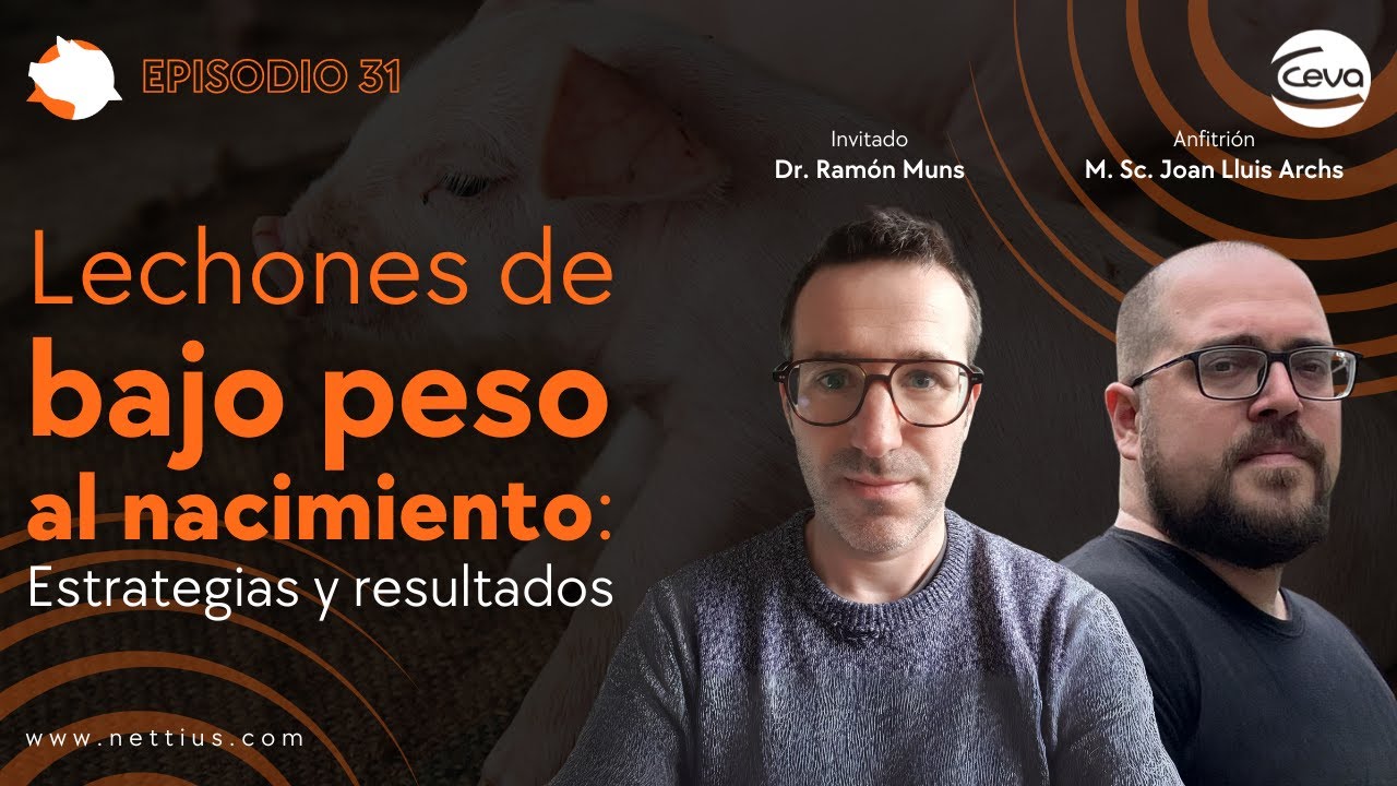 #31 - Lechones de bajo peso al nacimiento: estrategias y resultados - Dr. Ram&oacute;n Muns