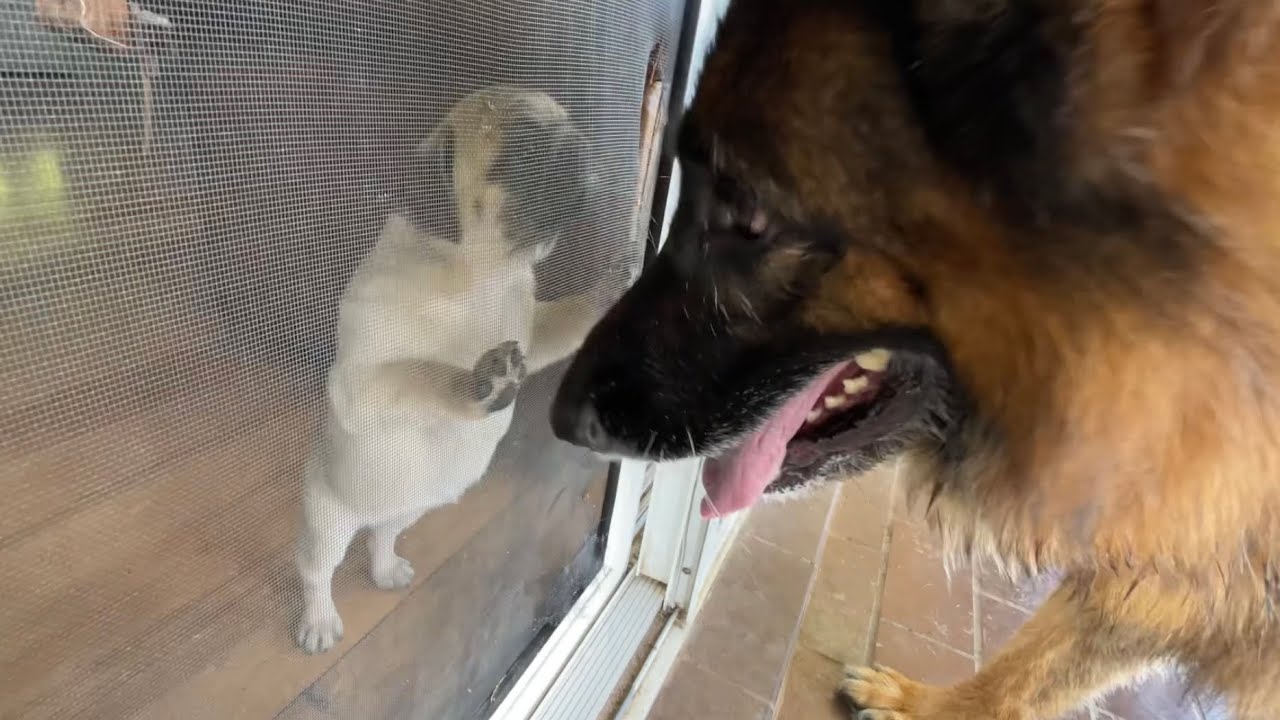 Cutie Pie meets the big Monday pack