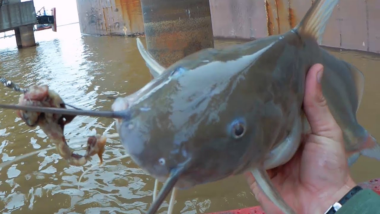 Pesca de Moncholos Gigantes y Bogas - Pesca y Cocina