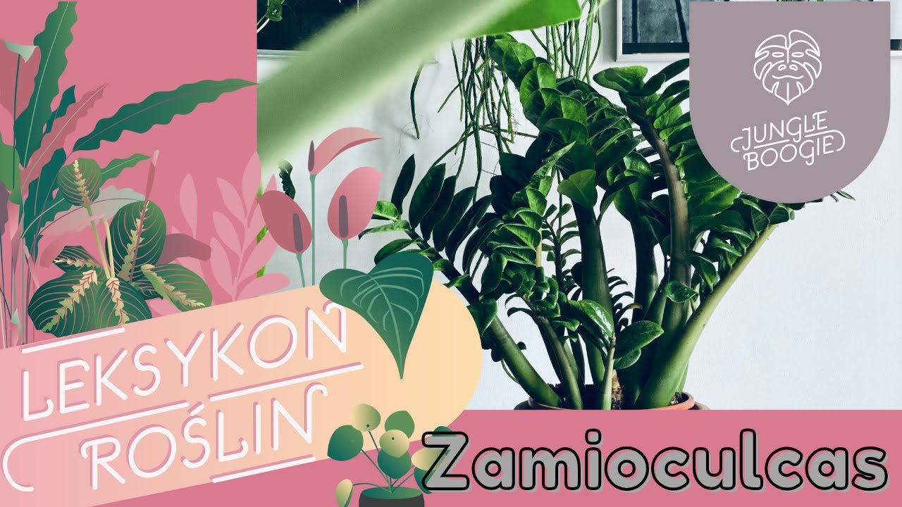 Zamiokulkas - rozmnażanie, podlewanie, ziemia i odmiany: przewodnik po pielęgnacji