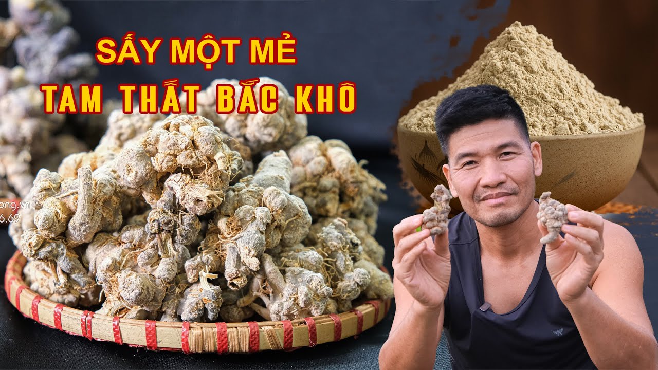 Toàn bộ quy trình sấy một mẻ tam thất bắc đạt chất lượng sẽ thế nào?| Nhà báo Phạm Ngọc Dương