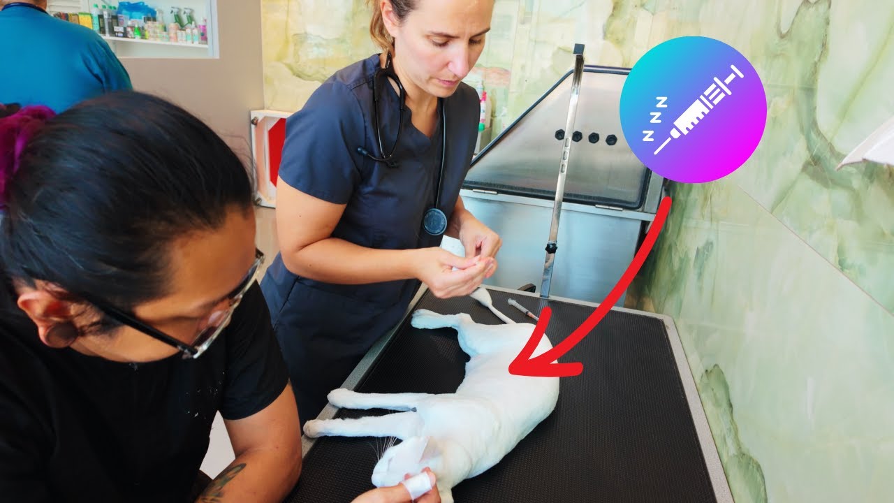 Sedated Cat For Grooming!!! Simba