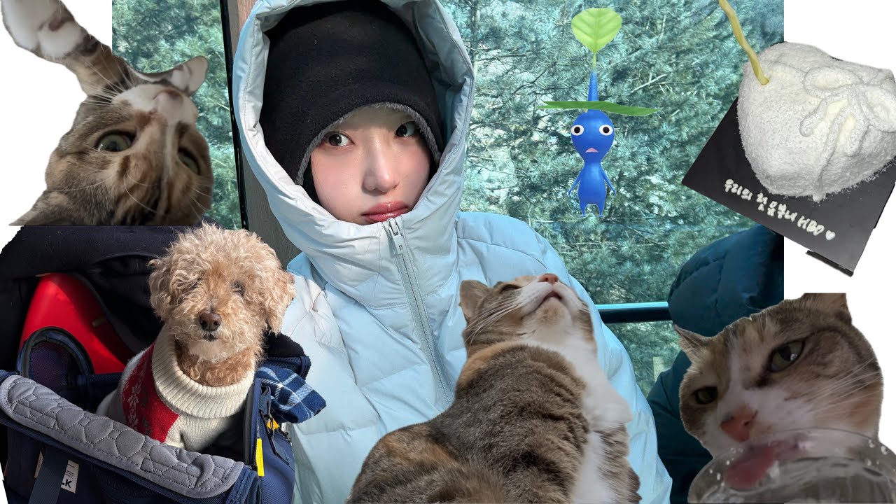 고양이보고강아지보고고양ㅇ | 피크민키링 | 가나디 산책 | 유부녀의 생일파티