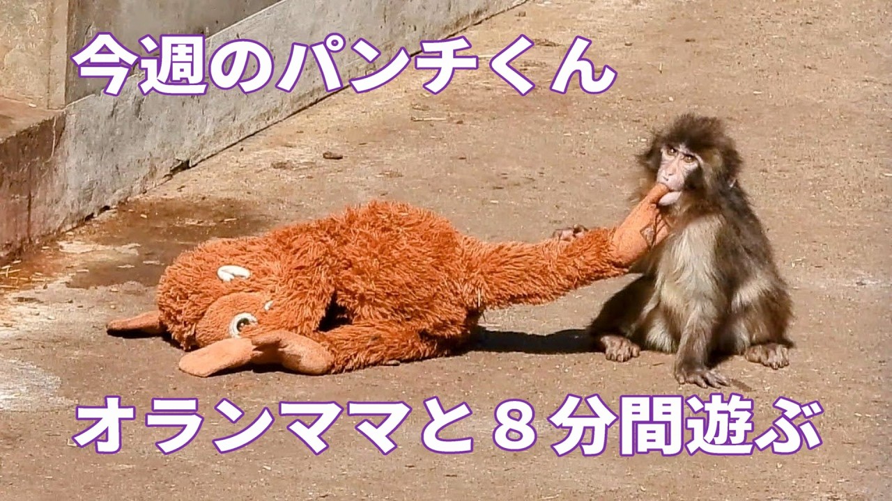 今週のパンチくん　２０２６年３月１１日毎週水曜日撮影予定 #punch #punchthemonky