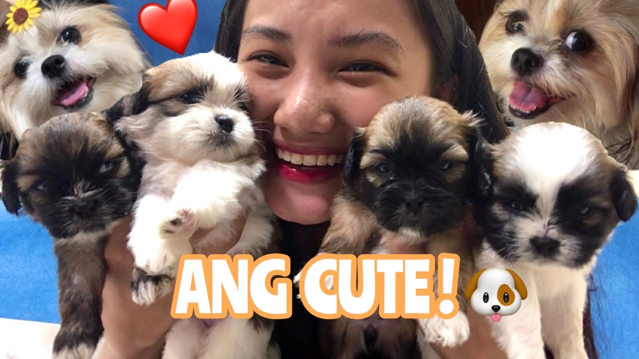 SHIH TZU PUPPIES FEELING HUSKY😂- NAKAKAPAGLAKAD NA SILA 😍🐶