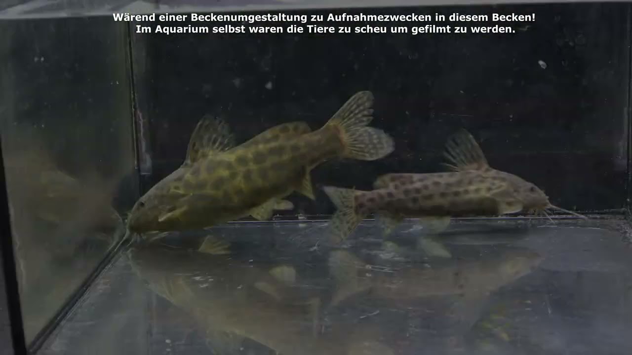 Waterlots Fiederbartwels, Synodontis waterloti