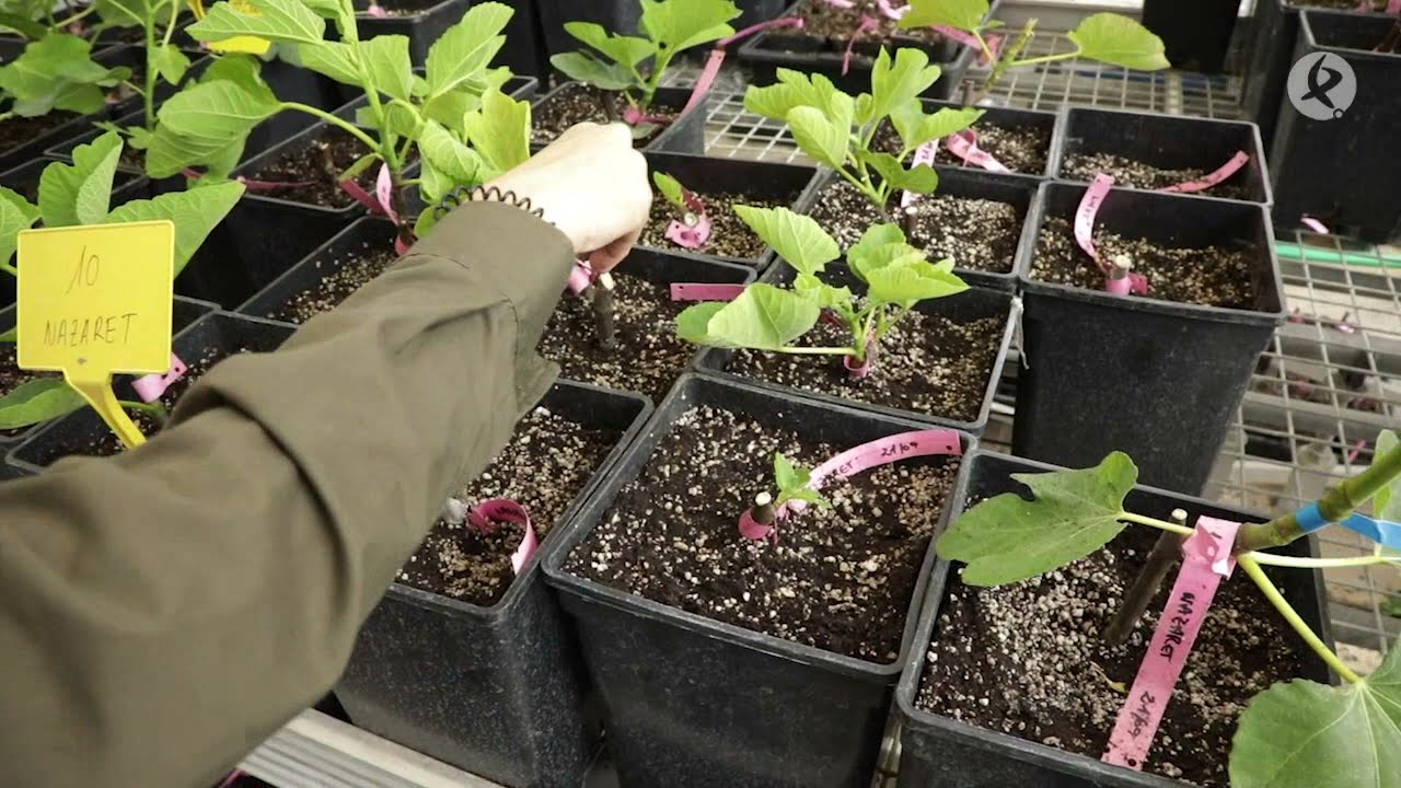 Higueras más sostenibles, objetivo del CICYTEX | La besana en verde