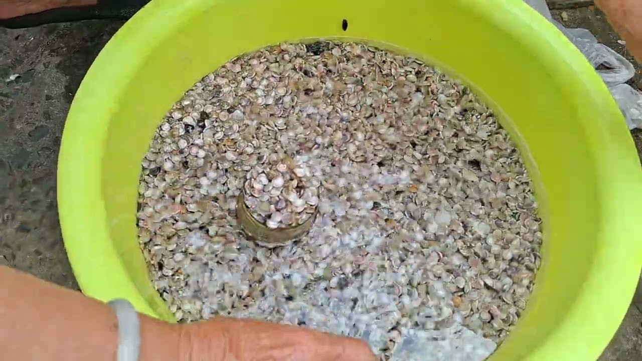 Ốc ruốc