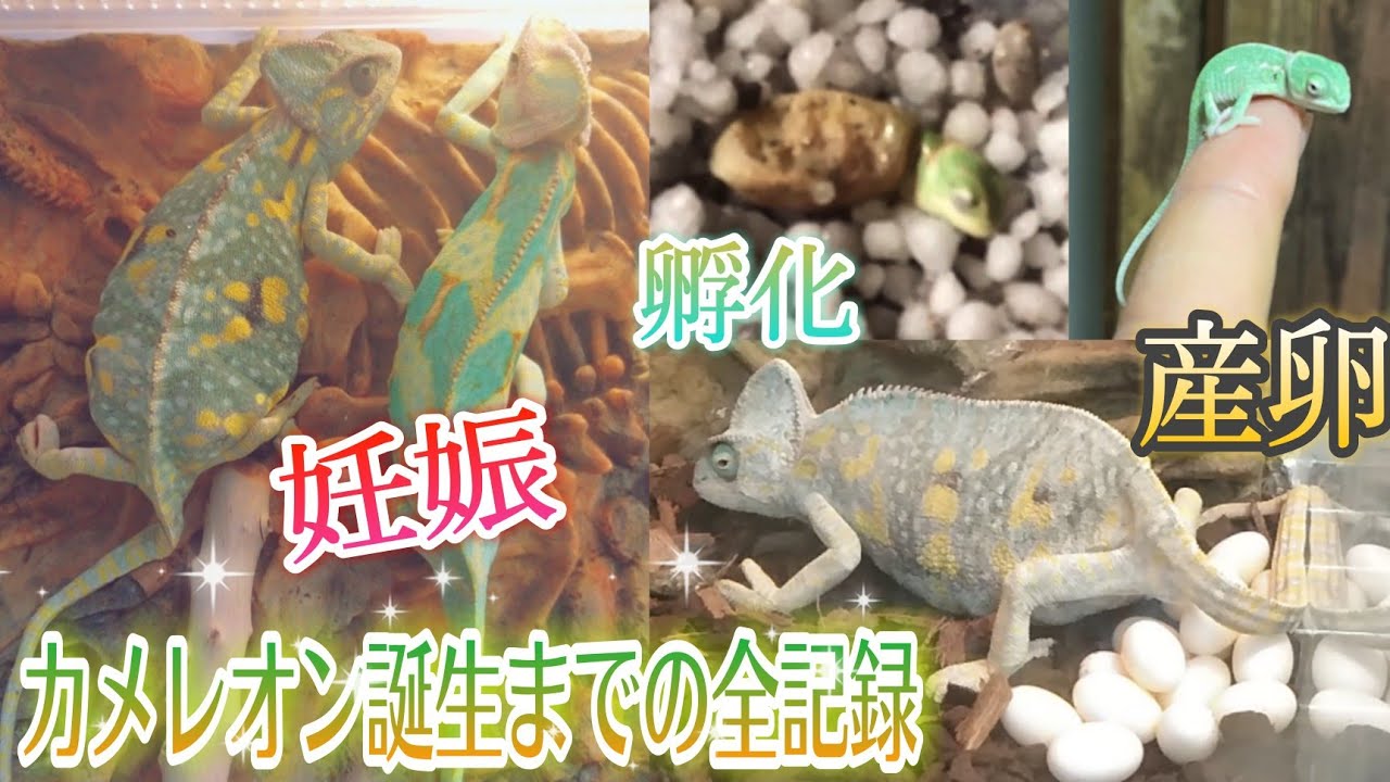 【密着１年】カメレオンが誕生するまでの全記録。chameleon