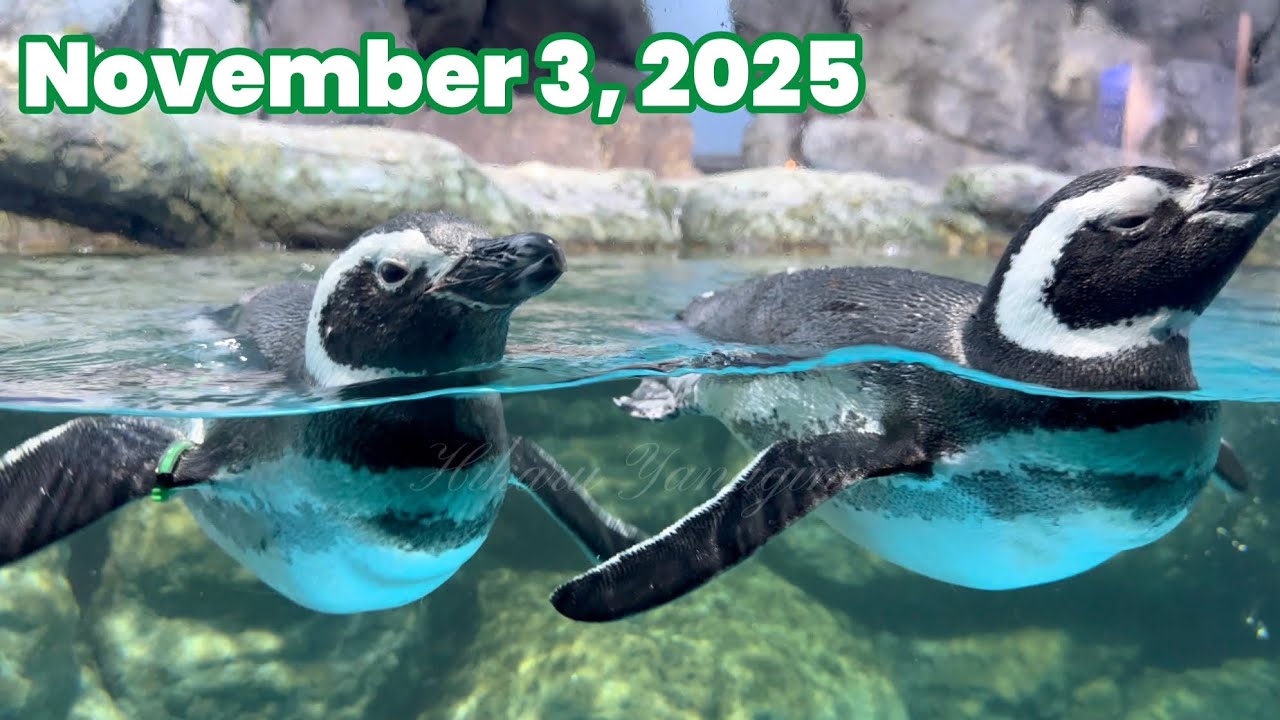 Magellanic penguin ぷかぷか泳ぐマゼランペンギンたち November 3, 2025 横浜・八景島シーパラダイス