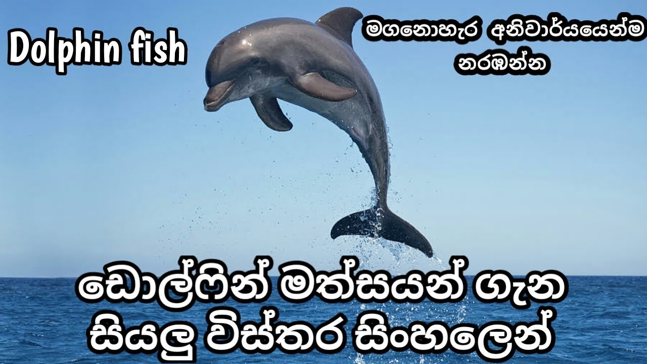 Dolphin Fish - Parisaraya Sundarai - Sinhala