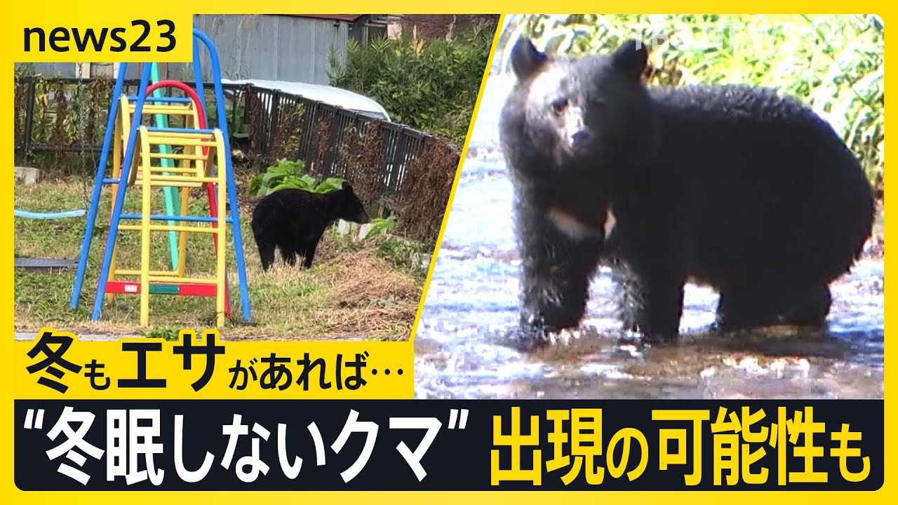 取材中にクマと遭遇…ハロウィーンパーティーは急きょ屋内に変更　なぜ人の生活圏に出没？専門家からは“冬眠しないクマ”出現の可能性も【news23】｜TBS NEWS DIG