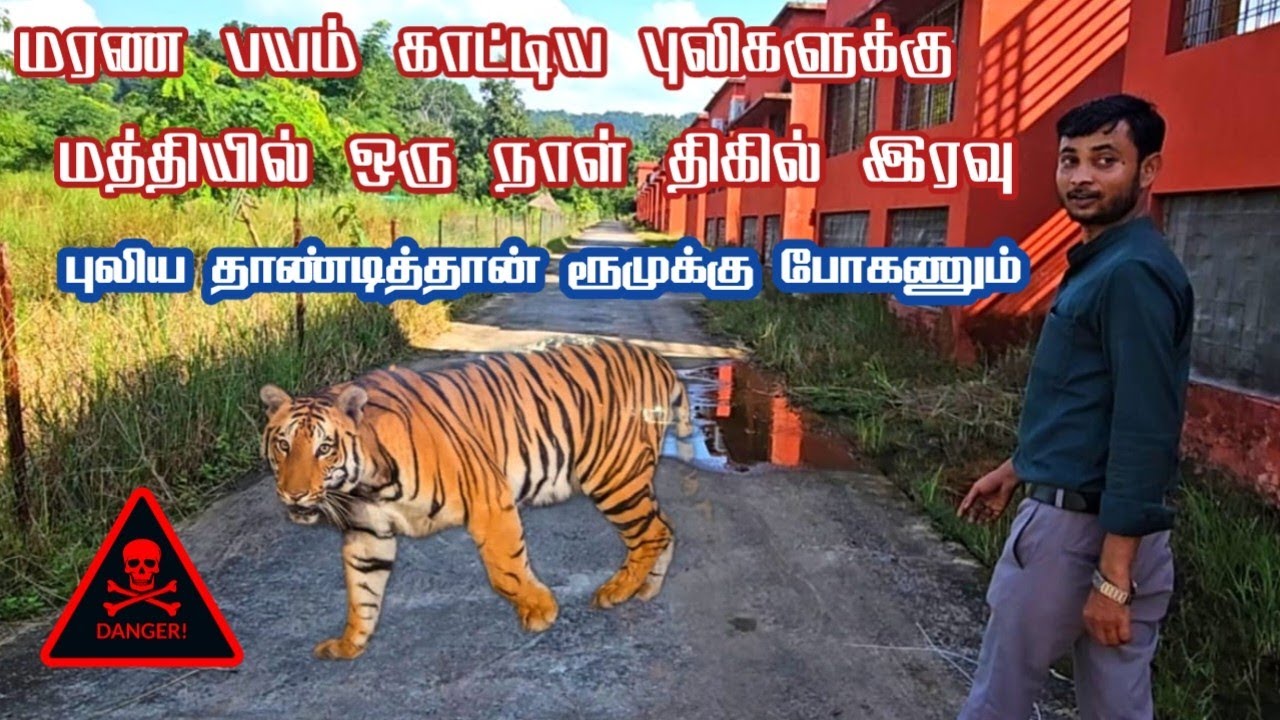 🐅🐅 Deadly Night Stay in Core Tiger Reserve in Tiger Valley Resort at Bandhavgarh 🔥 | Jolly Trip