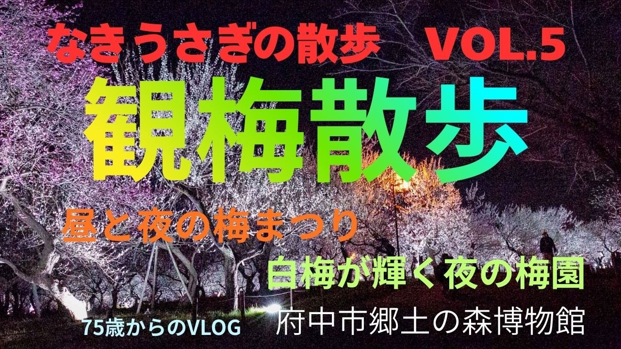 観梅散歩　昼と夜の梅まつり