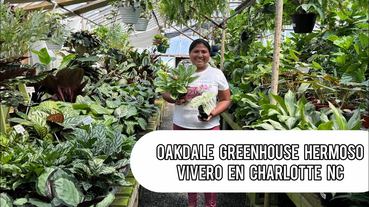GRAN VARIEDAD DE CALATHEAS, BEGONIAS, HOYAS Y MAS PLANTAS HERMOSAS EN ESTE VIVERO