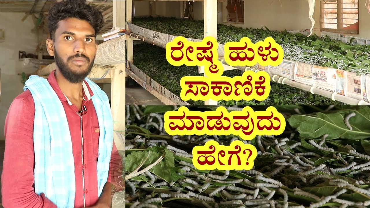 Techniques of Rearing Silkworm | Vijay Karnataka