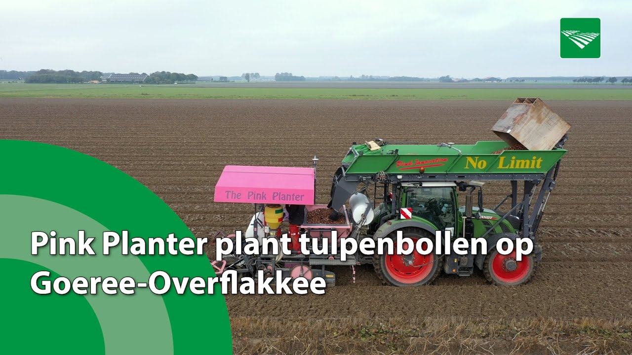Pink Planter plant tulpenbollen op Goeree-Overflakkee