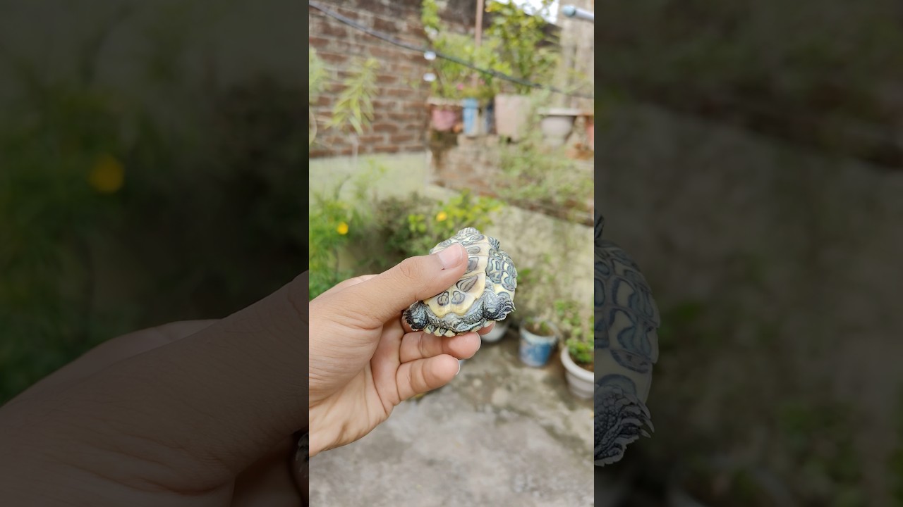 (Turtle ko blood aa gaya 🐢) 