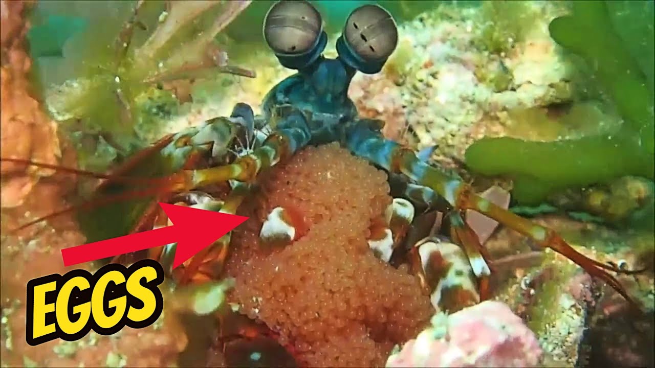 Fish Eggs Amazing Compilation - How Fish Protect Eggs From Predators