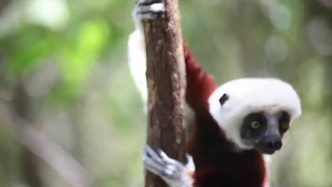 Wildlife of Madagascar - Lemurs and Adventure on Africa&rsquo;s Largest Island