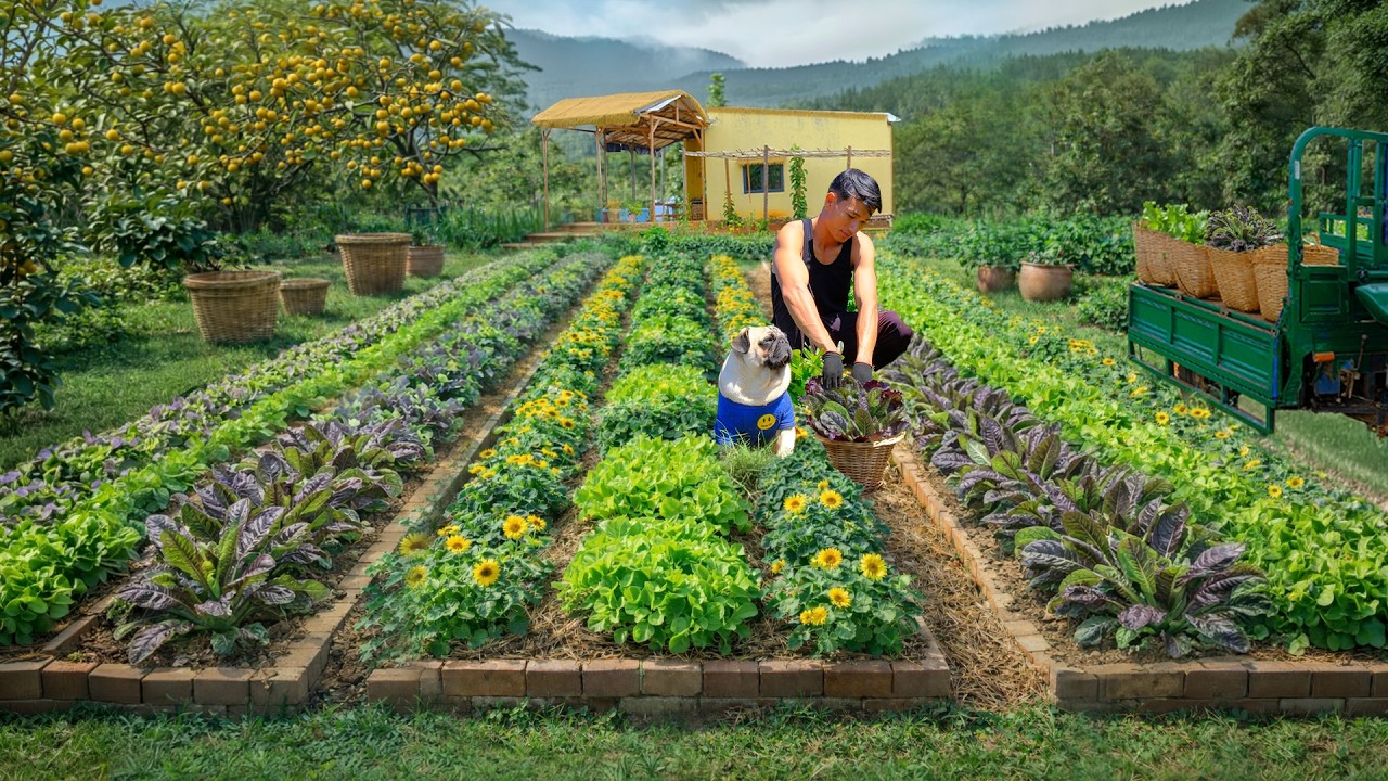 Harvest A Cart Of Red Romaine Lettuce To Sell At The Market – Peaceful Farm Life After QuitThe City