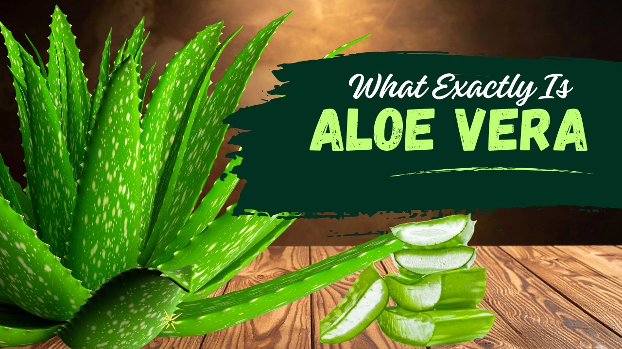 What Is Aloe Vera Really? The Science, History, and Benefits