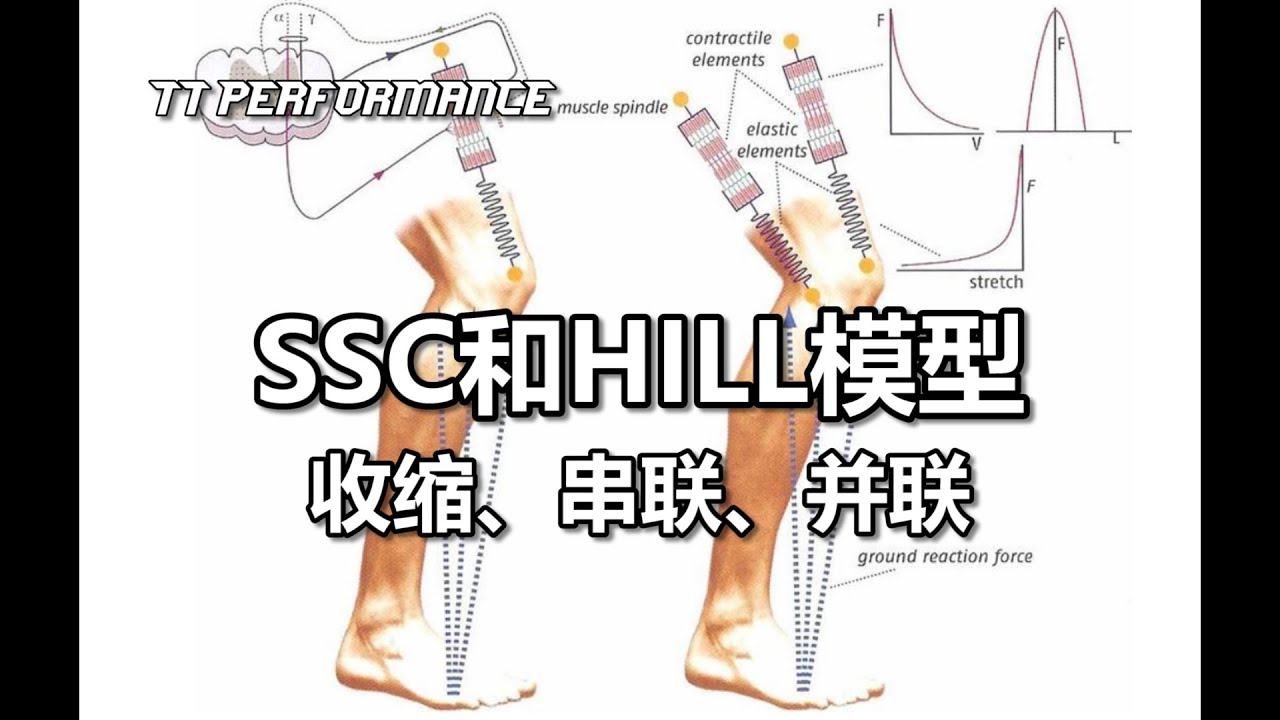 ＜拉长缩短周期SSC与HILL模型 SSC and HILL MODEL＞TT PERFORMANCE