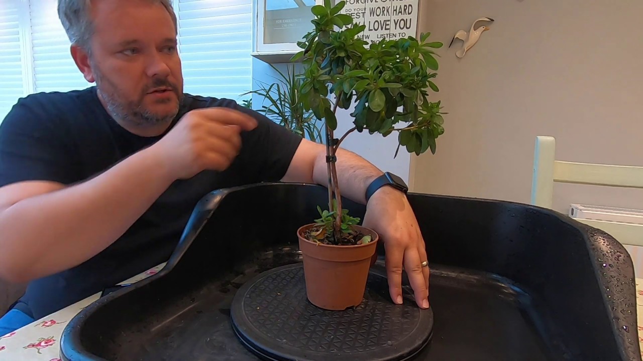 Starting an Azalea Bonsai Tree September 2019