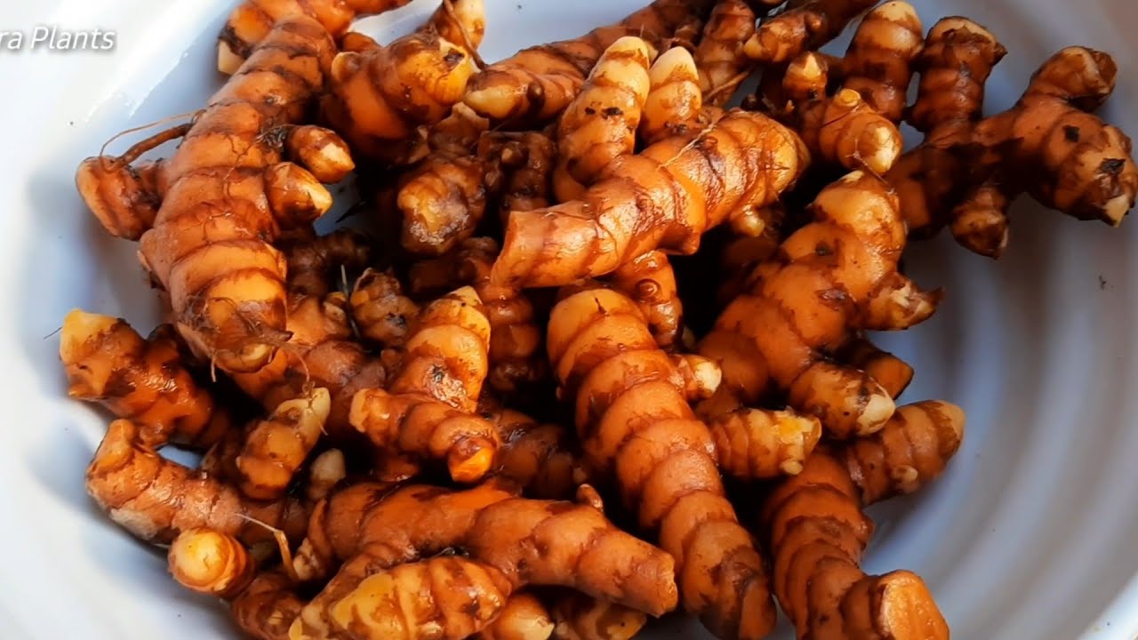 Turmeric Harvesting
