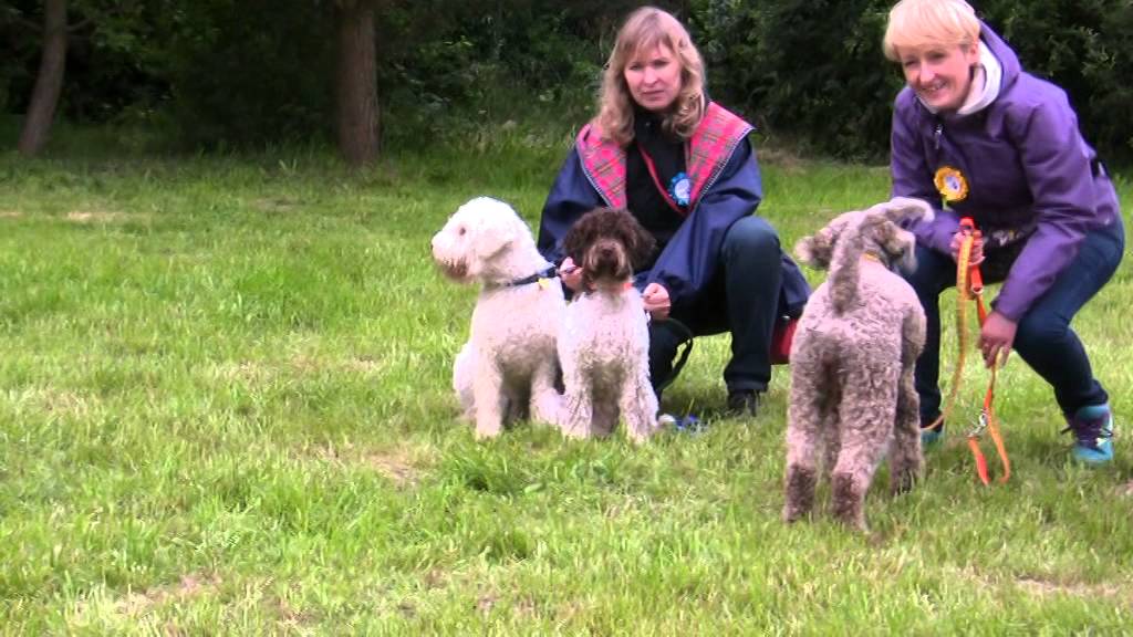 Lagotto Romagnolo Meeteing - June 2014