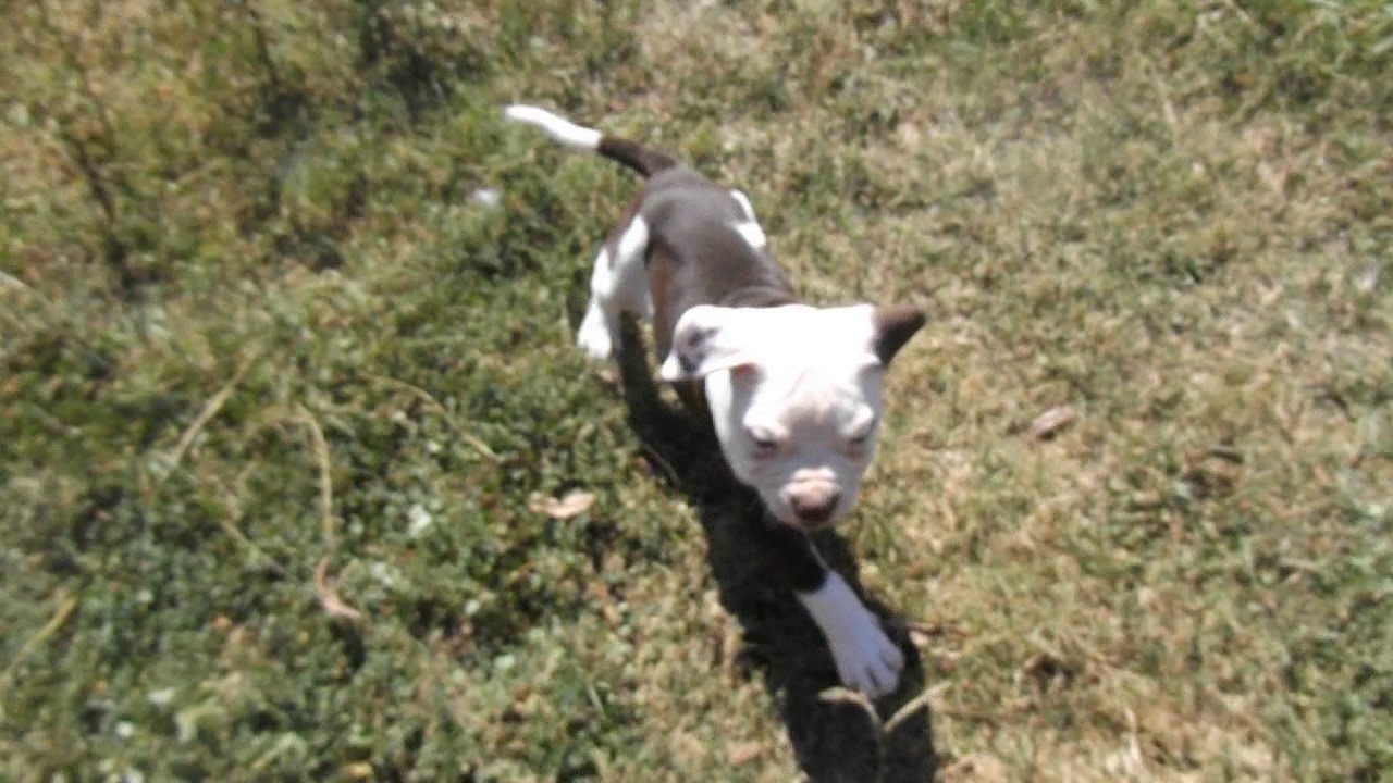 Chocolate and white male Alapaha Blue Blood Bulldog pup