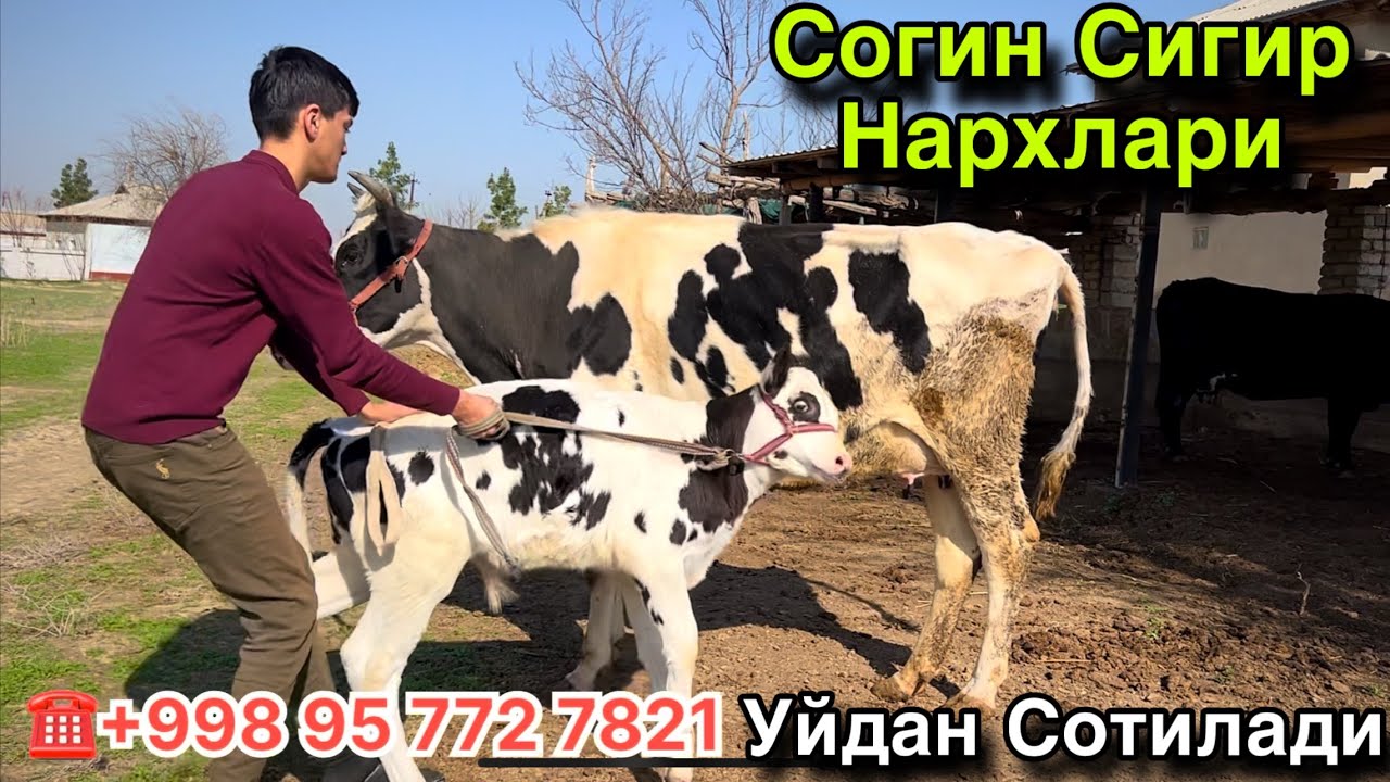 Согин Сигир НАРХЛАРИ! Уйдан Сотилади! Кашкадарё Гузор Согин Сигир Бозори! 