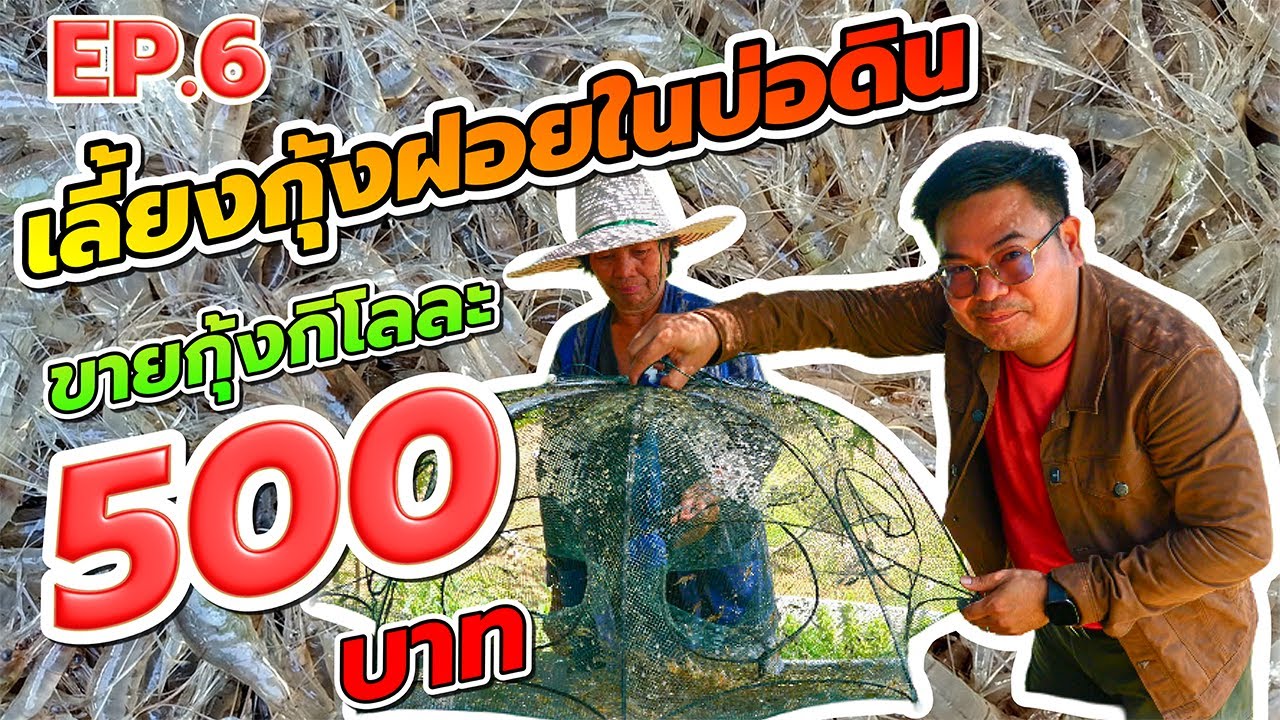 เลี้ยงกุ้งฝอยในบ่อดิน เลี้ยงง่ายขั้นตอนไม่ยากแต่รายได้ดี  [เกษตรโอมเพี้ยง สร้างรายได้ EP6]