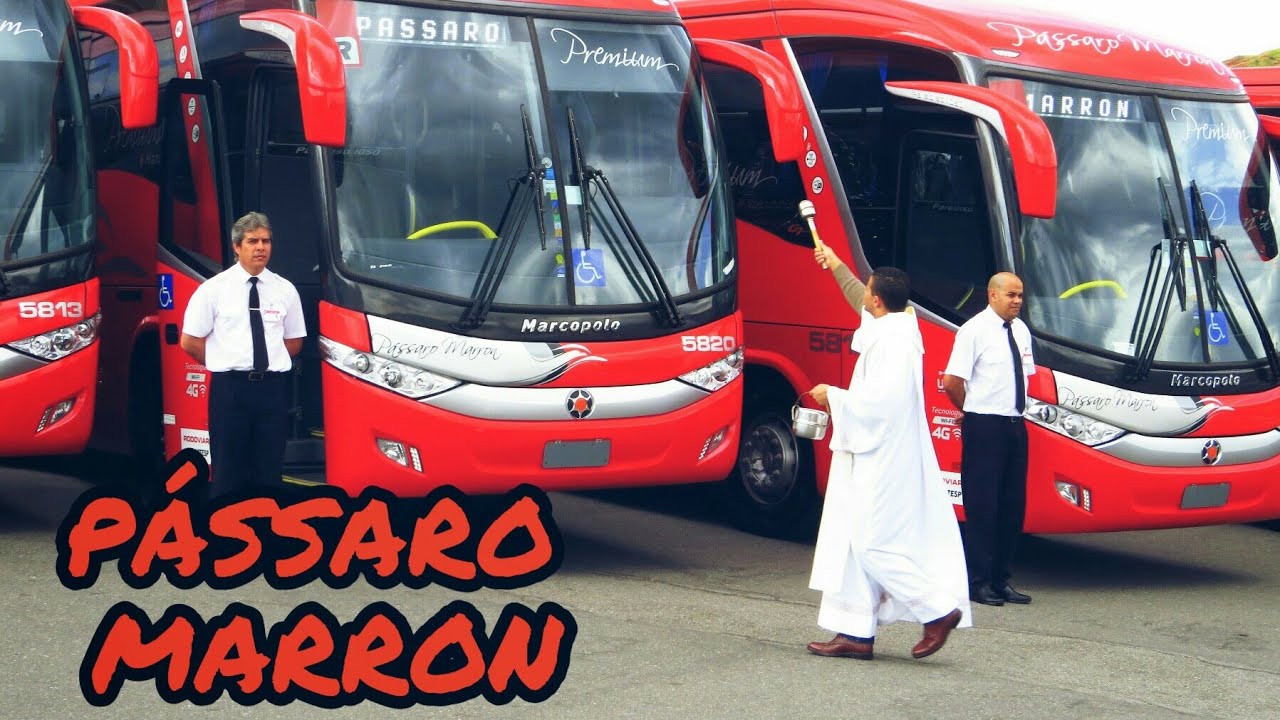 HISTÓRIA da PÁSSARO MARRON | Era Uma Vez #12