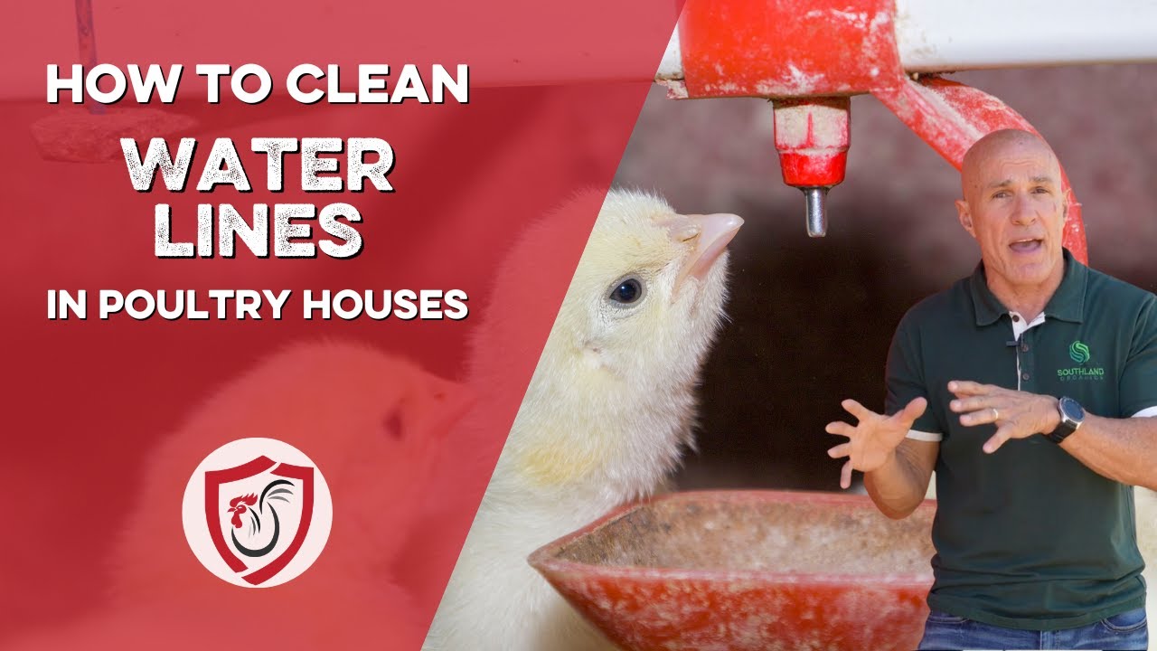 How to Clean Chicken Drinker Lines