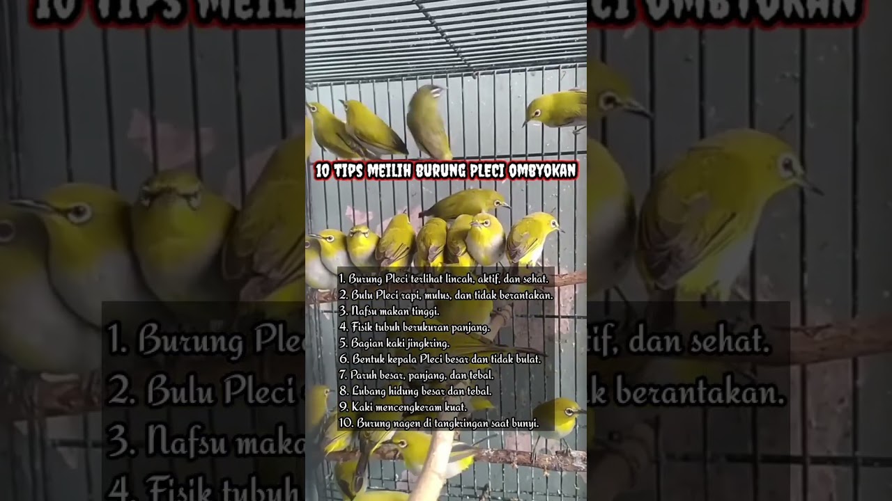 tips memilih pleci ombyokan #kicaualam #burung #pleci #masteranburung #plecibahan #perawatanburung