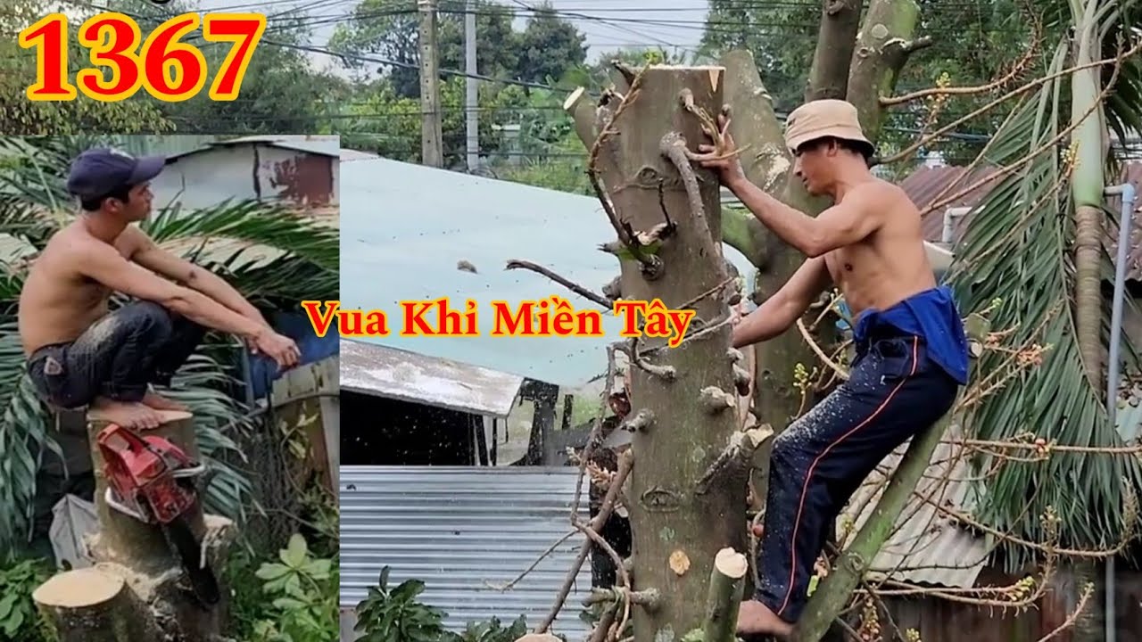 Full : Vua Khỉ cùng đệ tử cưa đôn đọt cây Sala Cutting cannonball trees