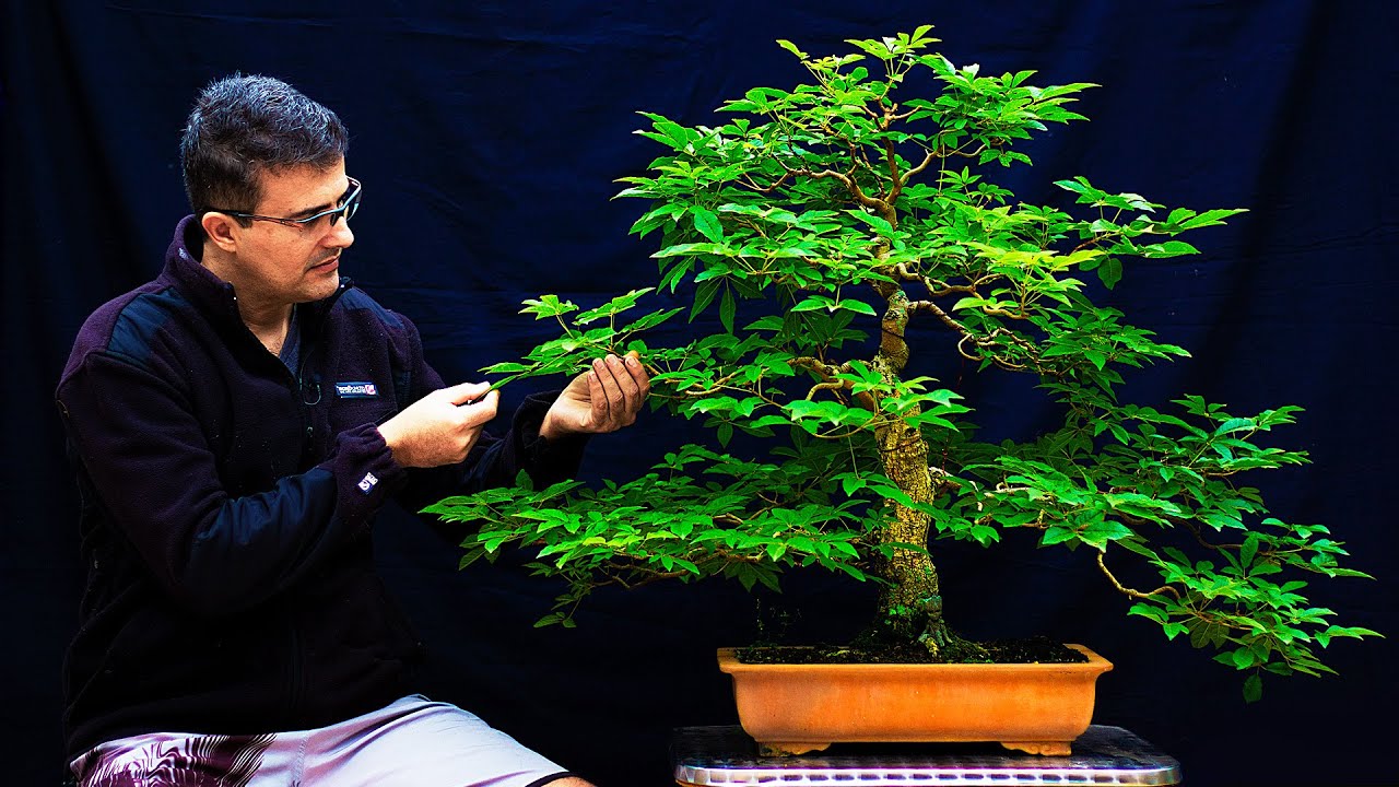 BONSAI DE IPÊ - DICAS E SEGREDOS!!!