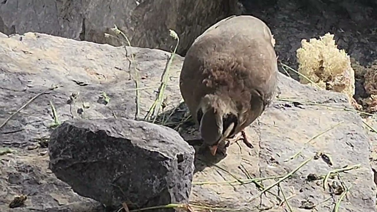 Zoo in Beautiful City of Autria Innsbruck