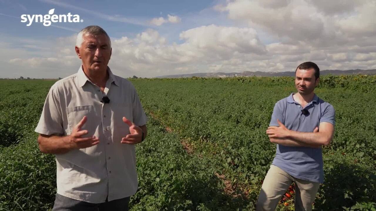 TomAC- Agricultura de Conservação em Tomate Indústria